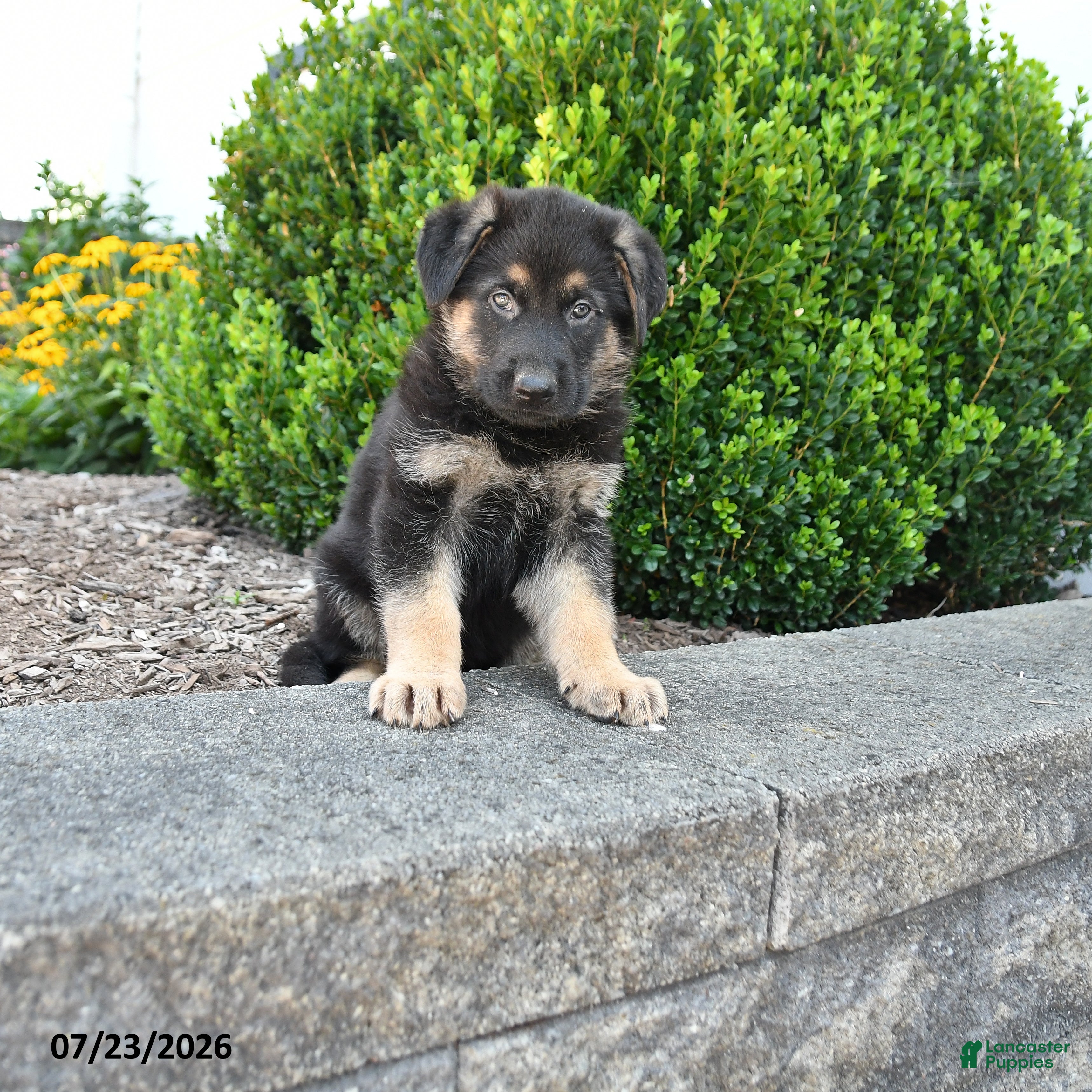 German Shepherd dogs for sale: Duke - Ad 4