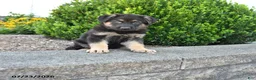 German Shepherd dogs for sale: Duke - Ad 1