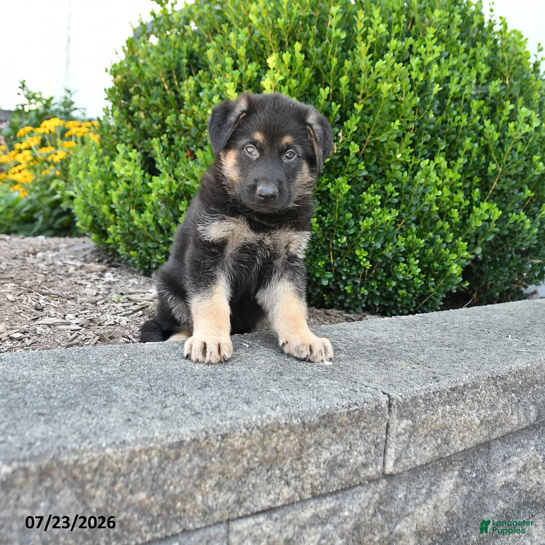 German Shepherd dogs for sale: Duke - Ad 1