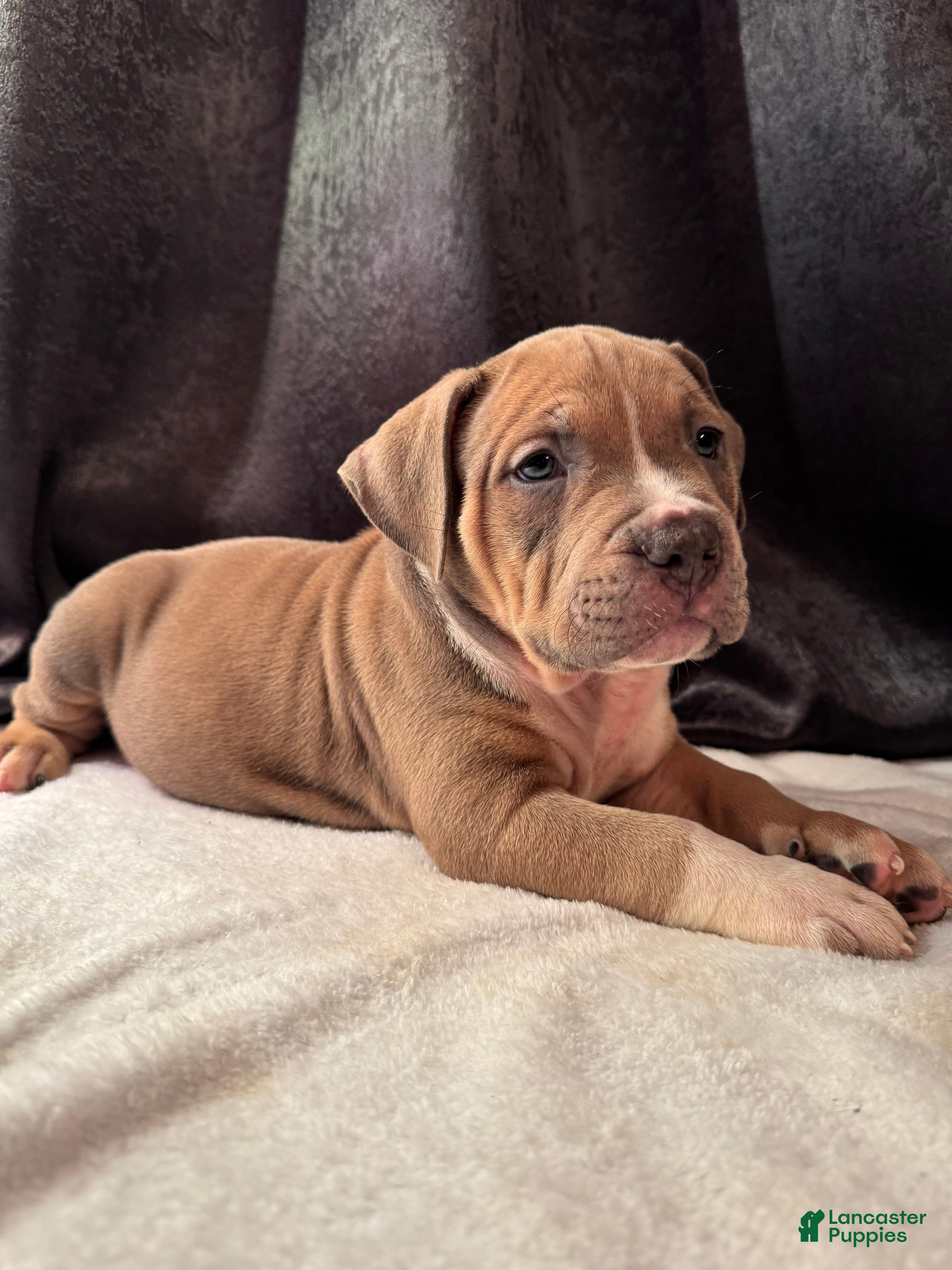 American Bully dogs American Bully Puppy 5 - Ad 1