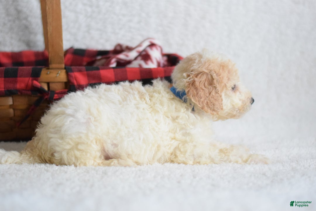 Goldendoodle dogs for sale: Goldendoodle Puppy 9 - Ad 5