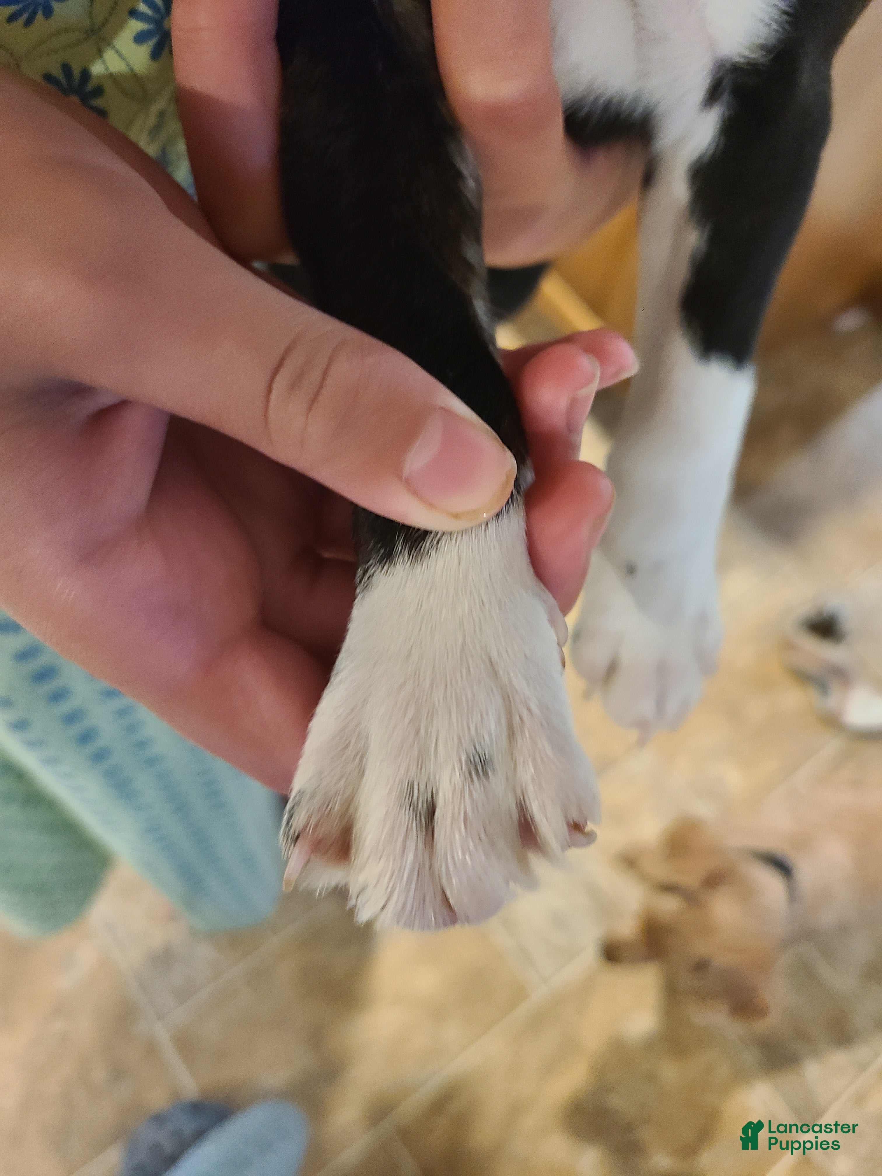 Boston Terrier dogs Robin - Ad 2