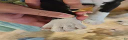 Boston Terrier dogs for sale: Robin - Ad 2