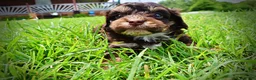 Havapoo dogs for sale: Vixen - Ad 10
