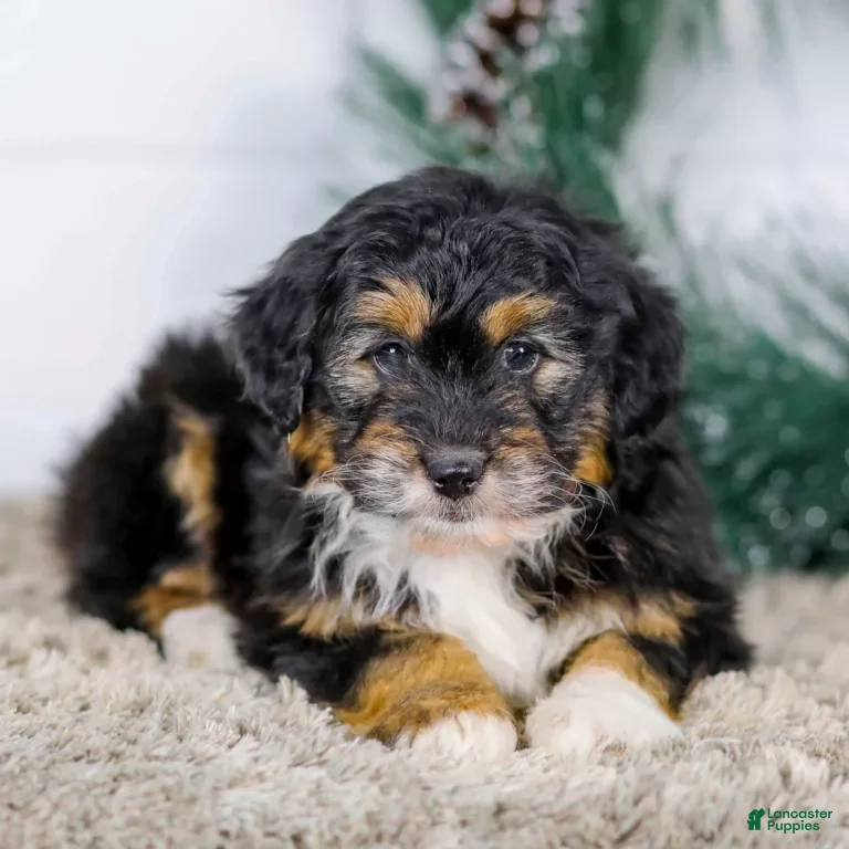 Mini Aussiedoodle dogs Ian - Ad 1