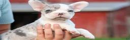Frenchton dogs for sale: MARLEY - Ad 28