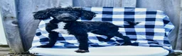 Toy Poodle dogs for sale: Tyler - Ad 2