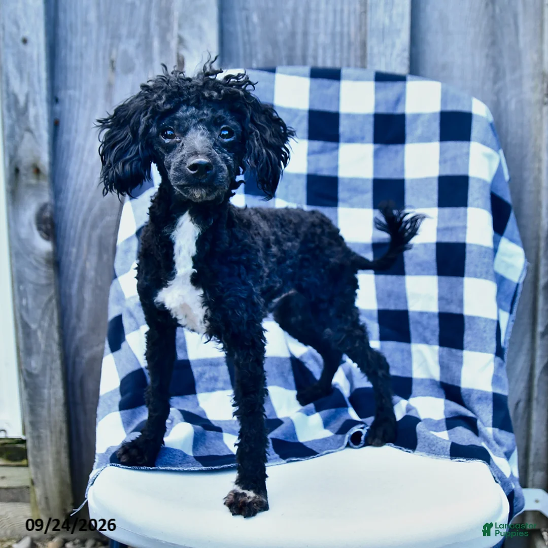 Toy Poodle dogs for sale: Tyler - Ad 2