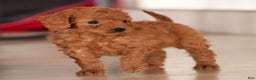 Mini Goldendoodle dogs for sale: Josie - Ad 5