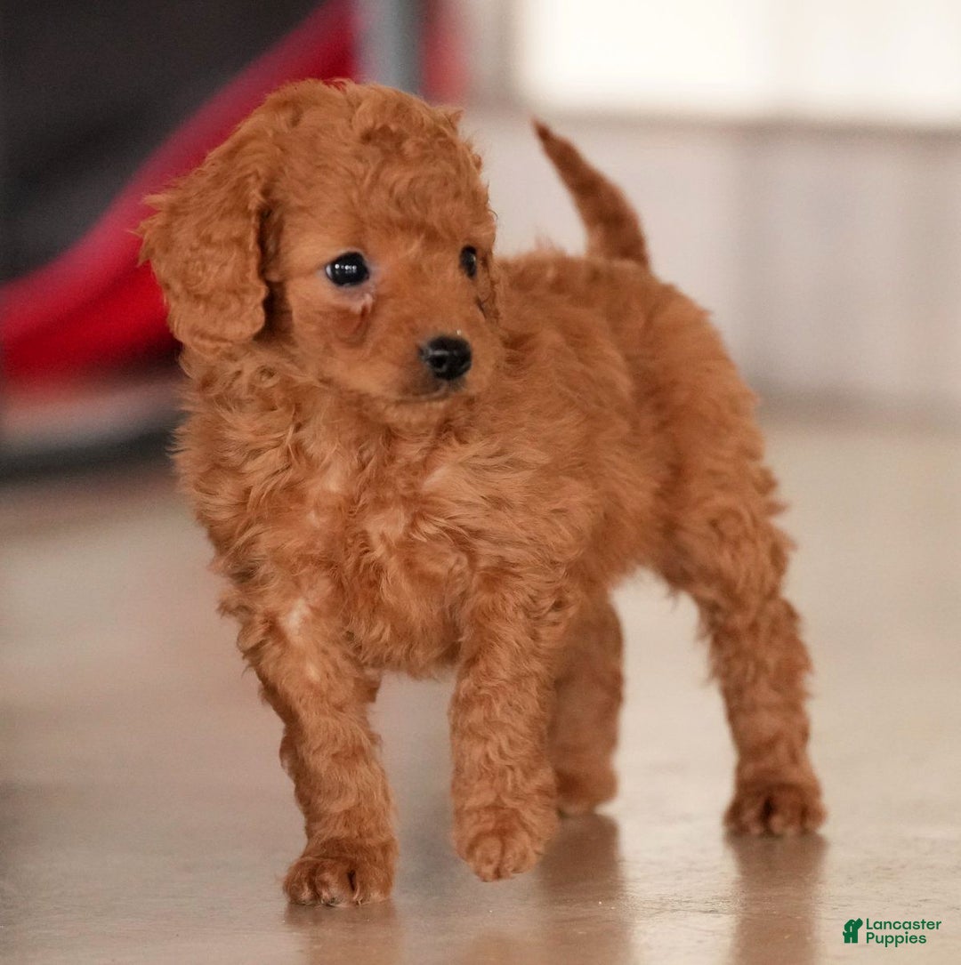 Mini Goldendoodle dogs for sale: Josie - Ad 5