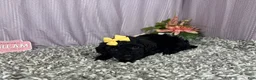 Miniature Poodle dogs for sale: Miniature Poodle 5 - Ad 5