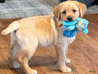 Labrador Retriever dogs for sale: Clare - Ad 1