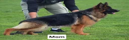German Shepherd dogs for sale: German Shepherd 1 - Ad 4
