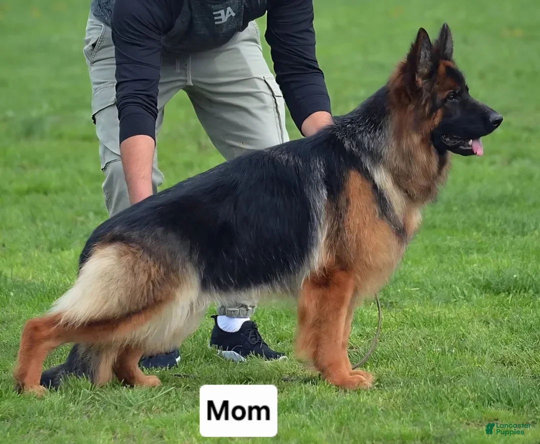 German Shepherd dogs for sale: German Shepherd 1 - Ad 8