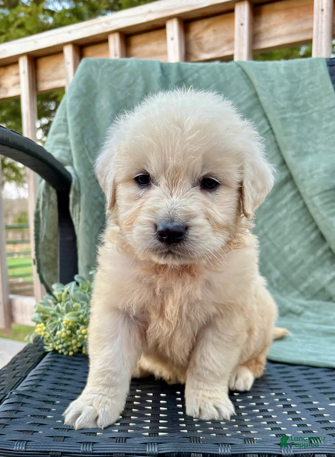 Golden Retriever dogs for sale: Ryder-English Creme - Ad 2