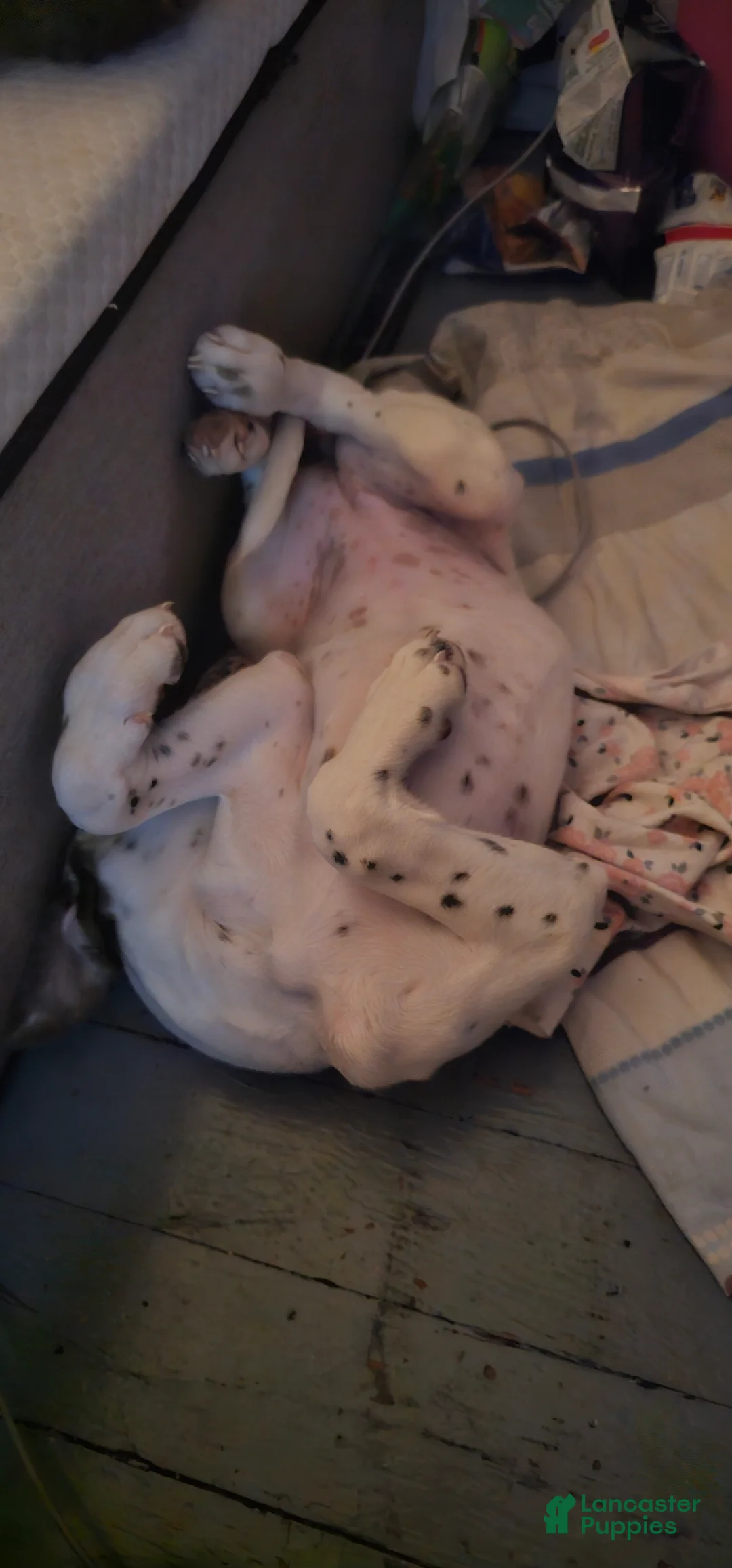 Mixed Breed dogs for sale: Freckles - Ad 6