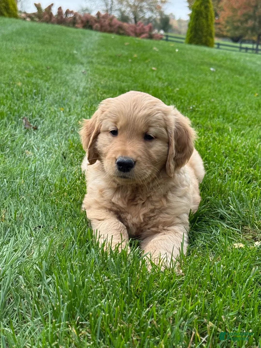 Golden Retriever dogs for sale: Maven - Ad 2