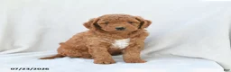 Mini Goldendoodle dogs for sale: Penny - Ad 4