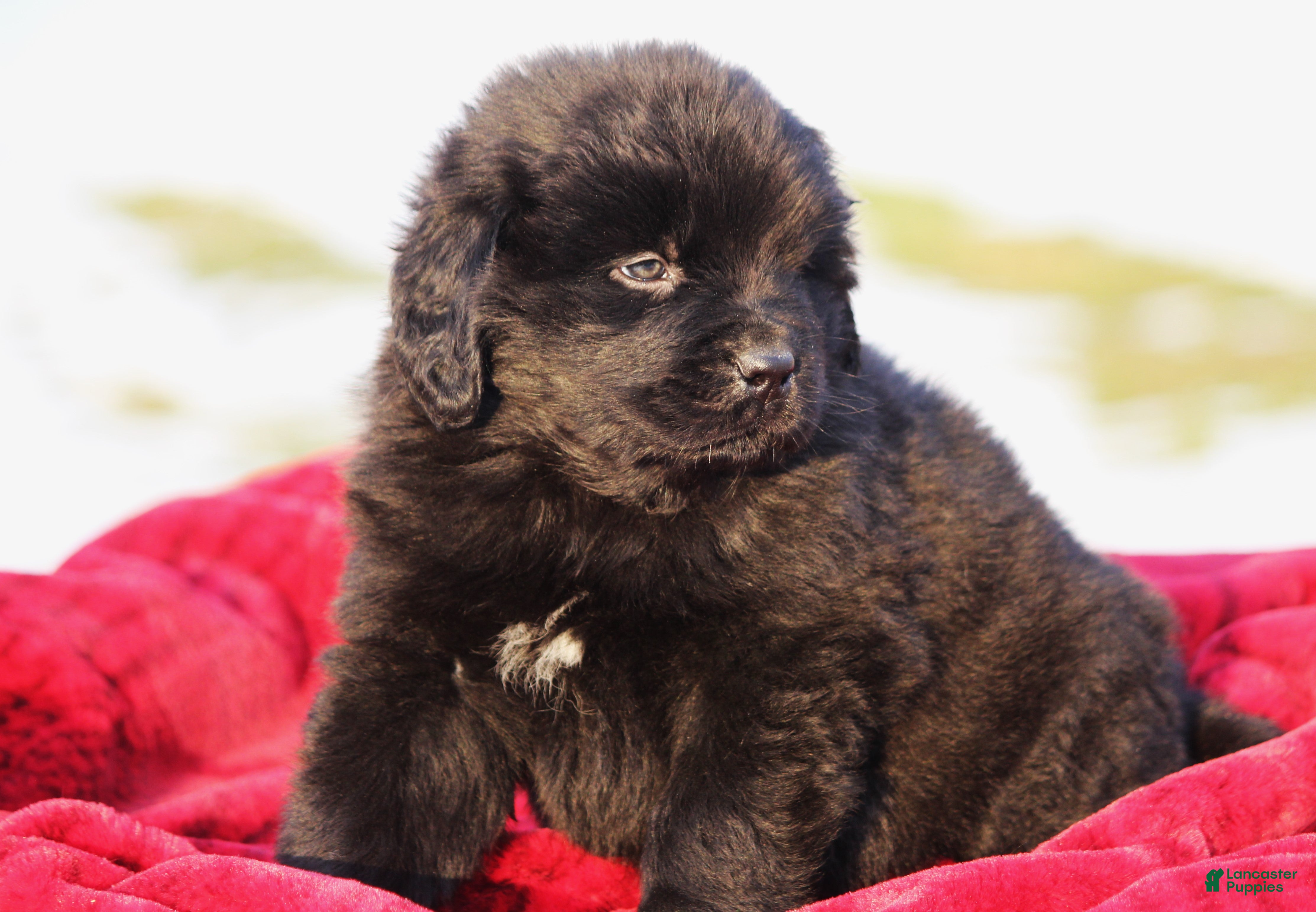 Newfoundland dogs Tia - Ad 19