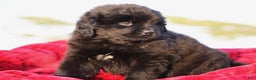 Newfoundland dogs for sale: Tia - Ad 1