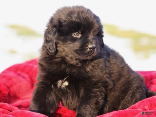 Newfoundland dogs Tia - Ad 39