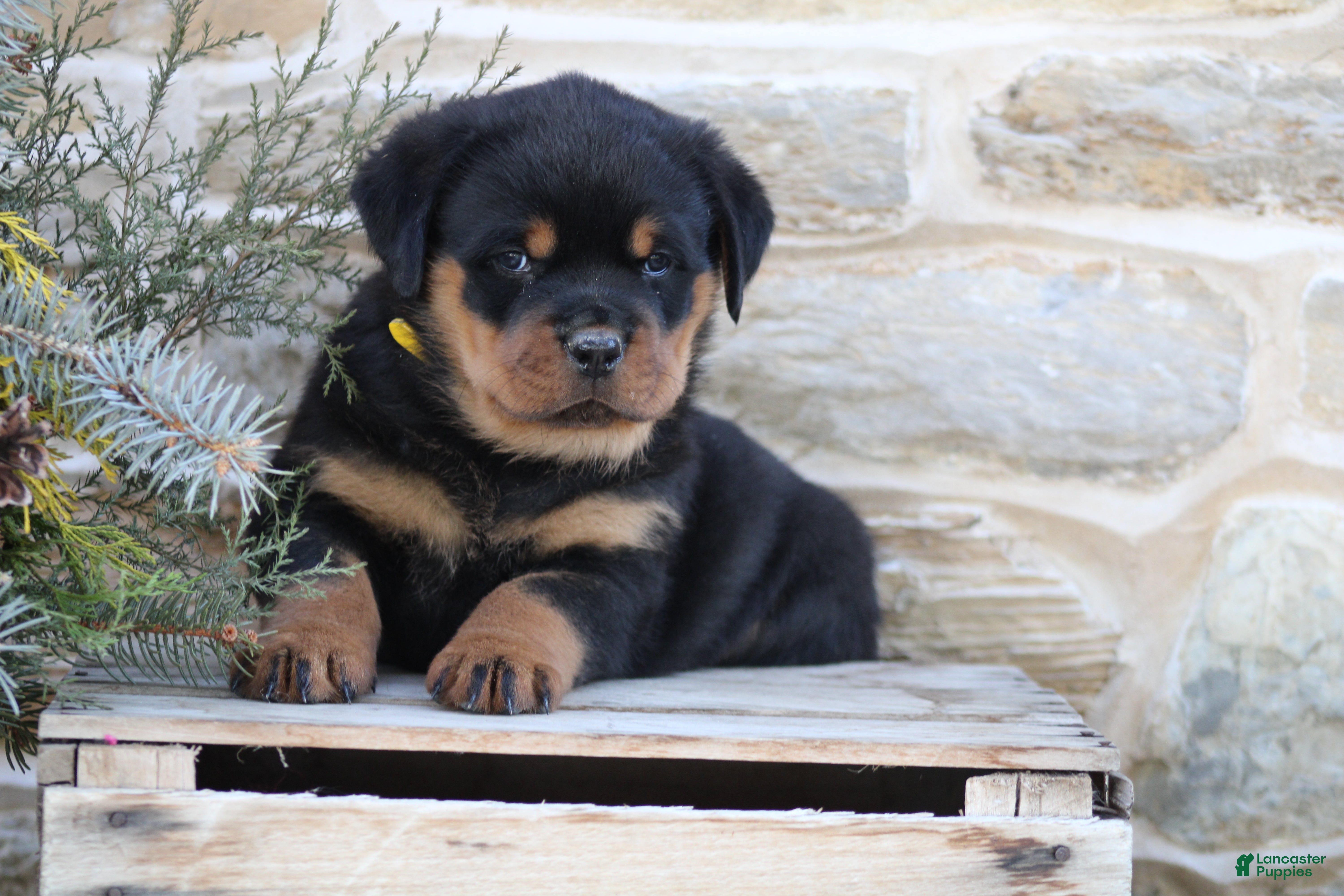 Rottweiler dogs Hope - Ad 11