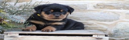 Rottweiler dogs for sale: Hope - Ad 1
