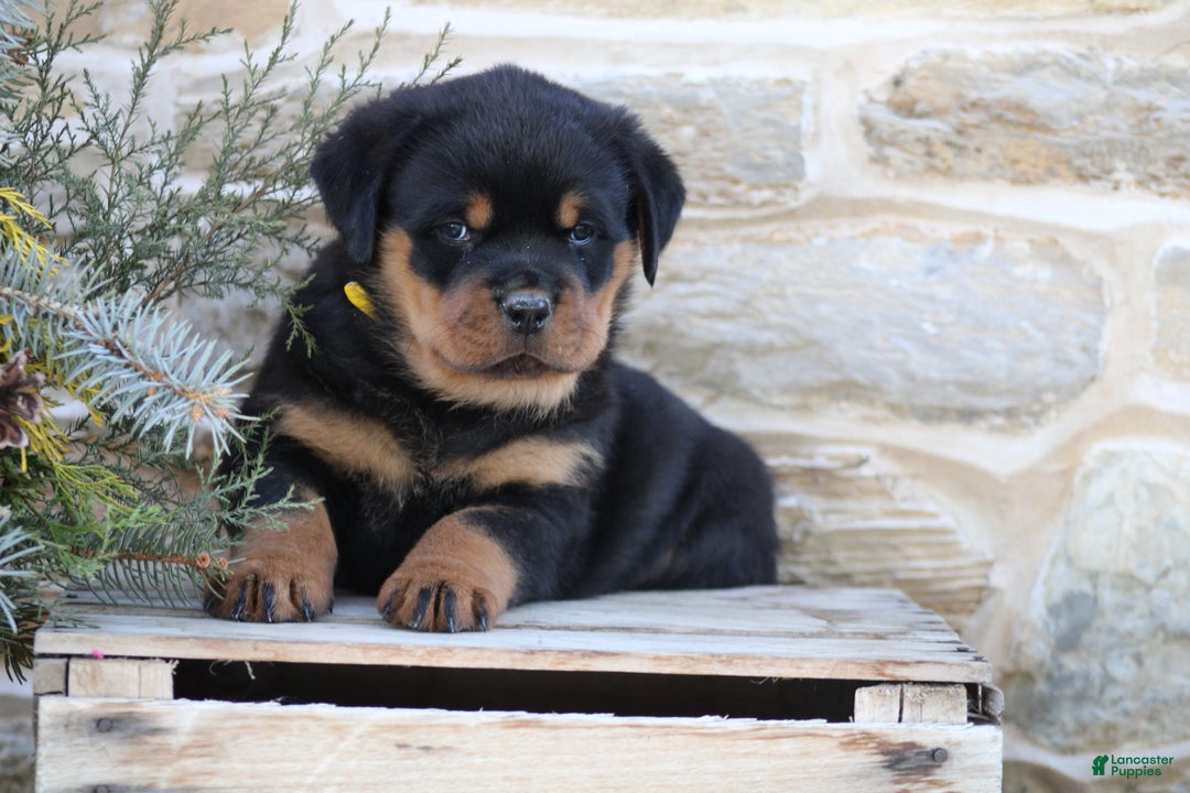 Rottweiler dogs for sale: Hope - Ad 1