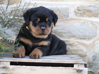Rottweiler dogs Hope - Ad 10