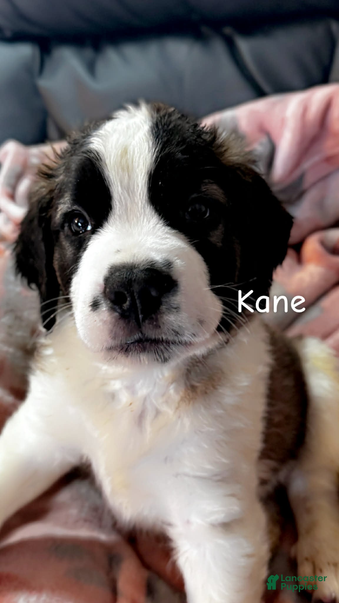 Saint Bernard dogs Kane - Ad 1
