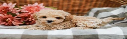 Maltipoo dogs for sale: Darla - Ad 2