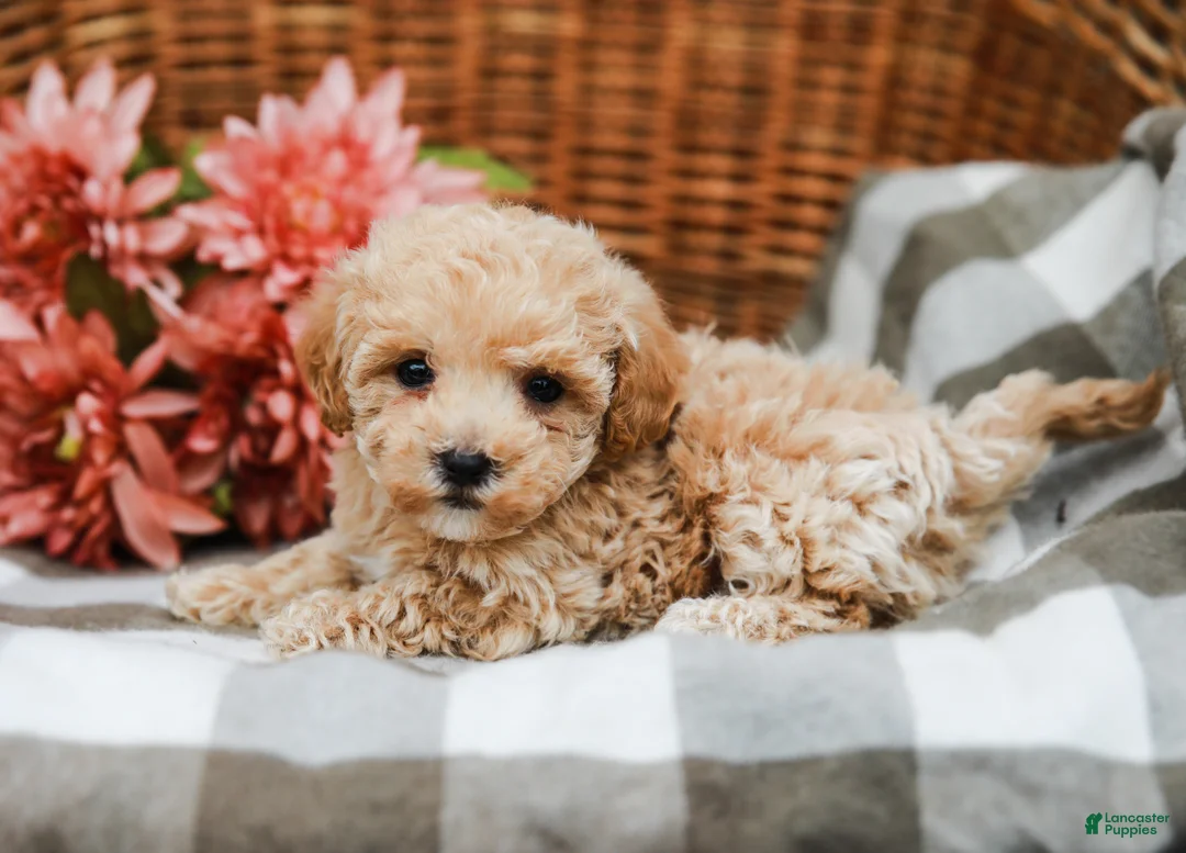 Maltipoo dogs for sale: Darla - Ad 2