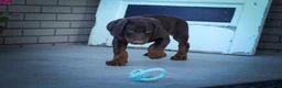 Doberman Pinscher dogs for sale: MASTER - Ad 8