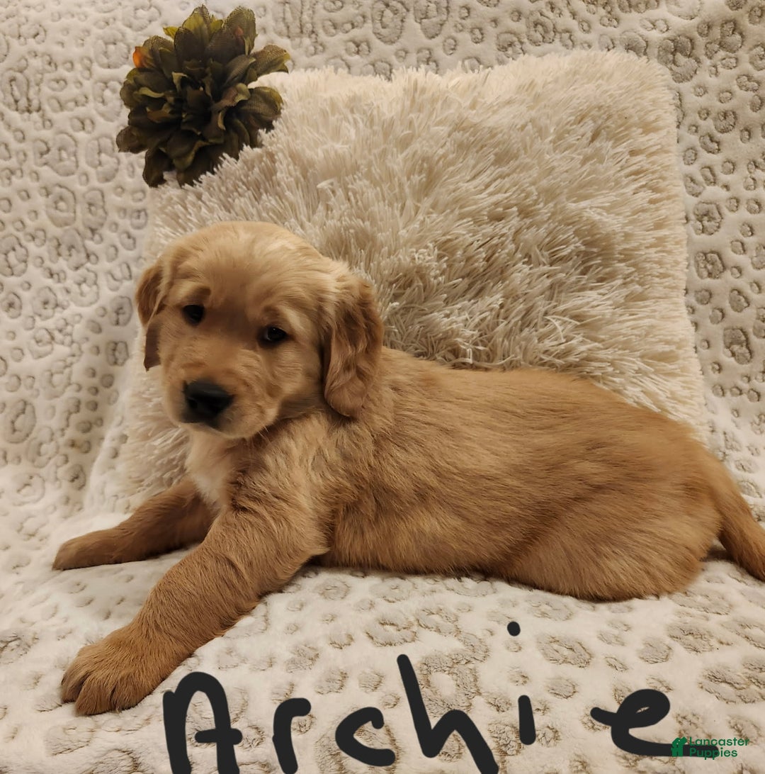 Golden Retriever dogs for sale: Golden Retriever Puppy Archie - Ad 1