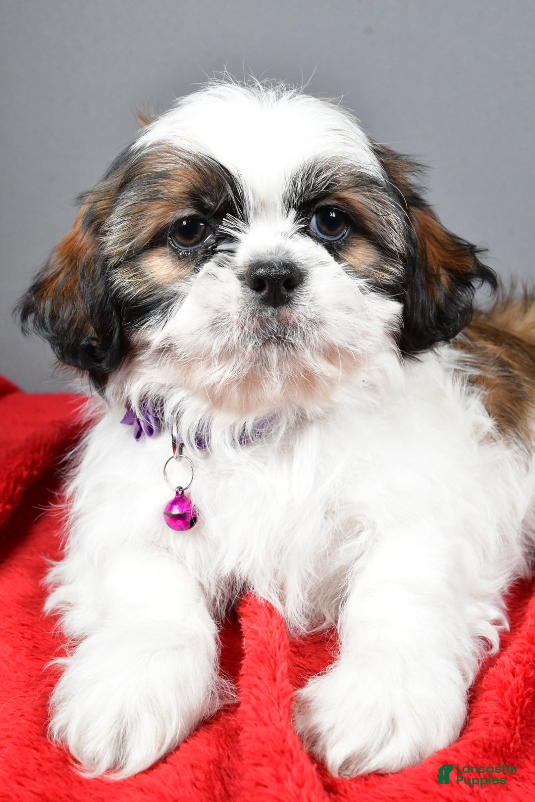 Shih Tzu dogs for sale: Bailey - Ad 4