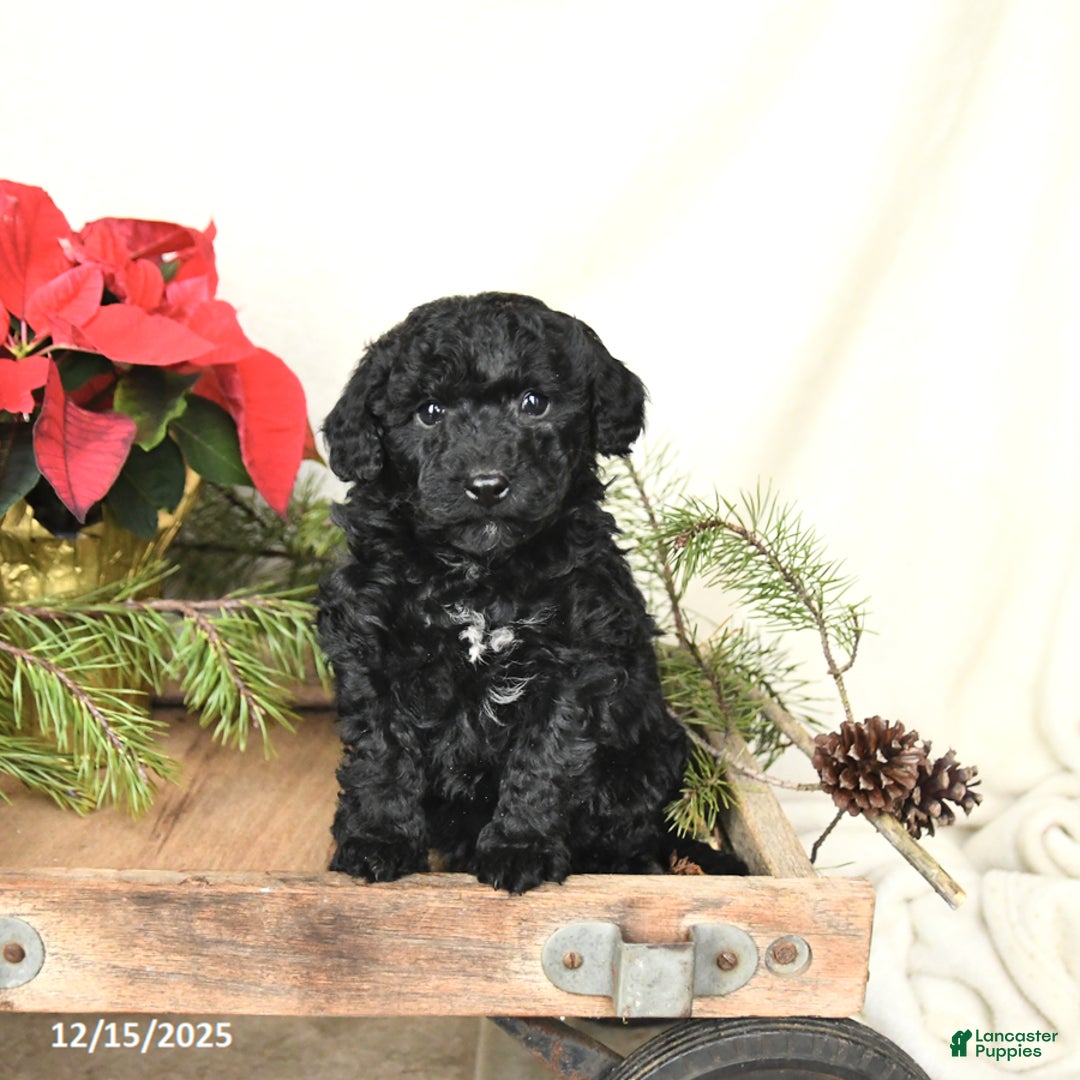 Sheltiedoodle dogs for sale: Midnight - Ad 4