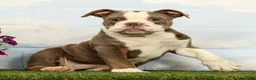 Olde English Bulldogge dogs for sale: Magnolia - Ad 3