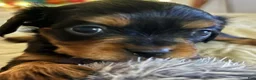 Cavalier King Charles Spaniel dogs for sale: Cavalier King Charles Spaniel Puppy 1 - Ad 7