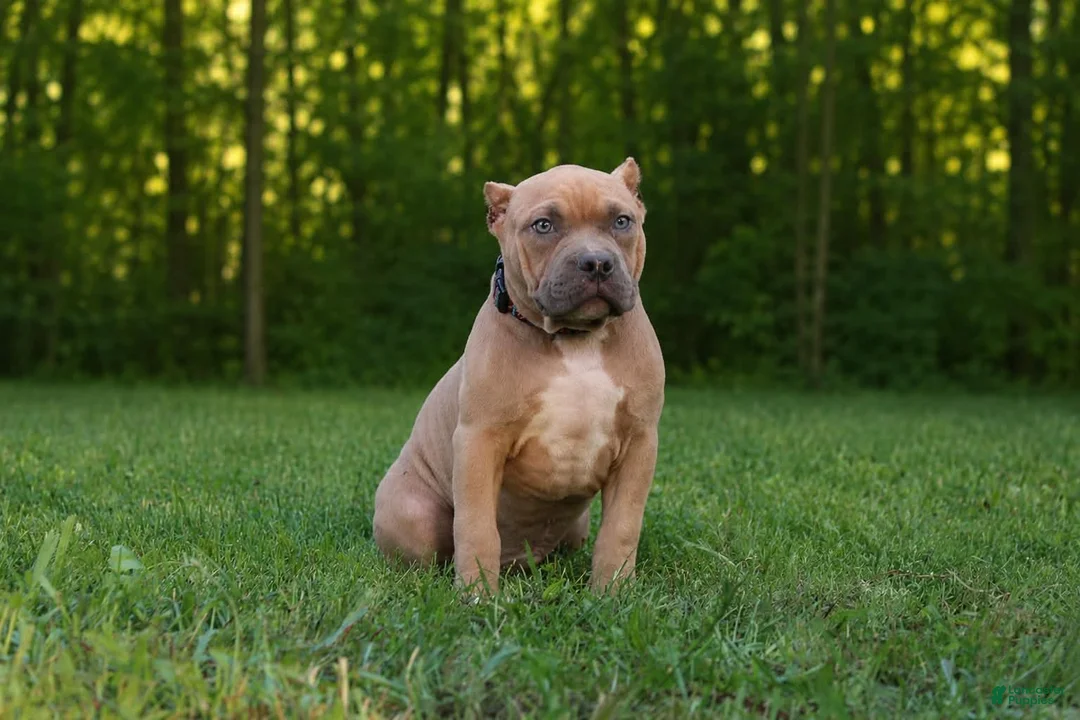 American Bully dogs for sale: Rosco  - Ad 1