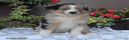 Australian Shepherd dogs for sale: Tiffany - Ad 3