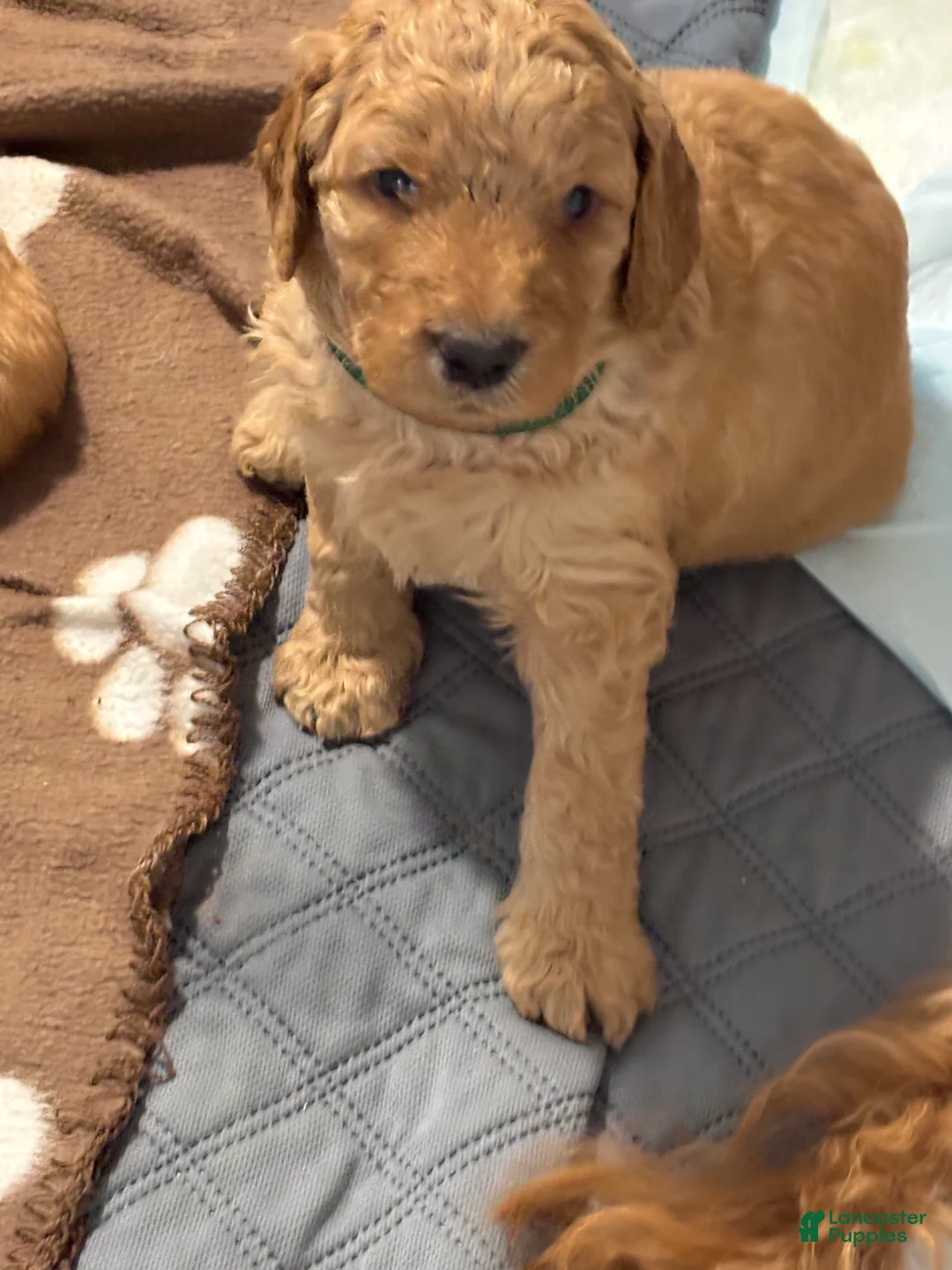 Goldendoodle dogs for sale: Goldendoodle 3 - Ad 2