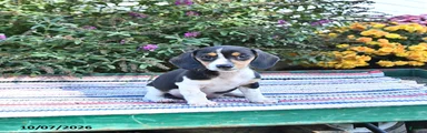 Katie