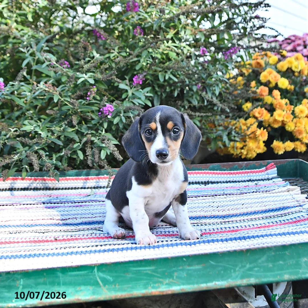 Miniature Dachshund dogs for sale: Katie - Ad 1
