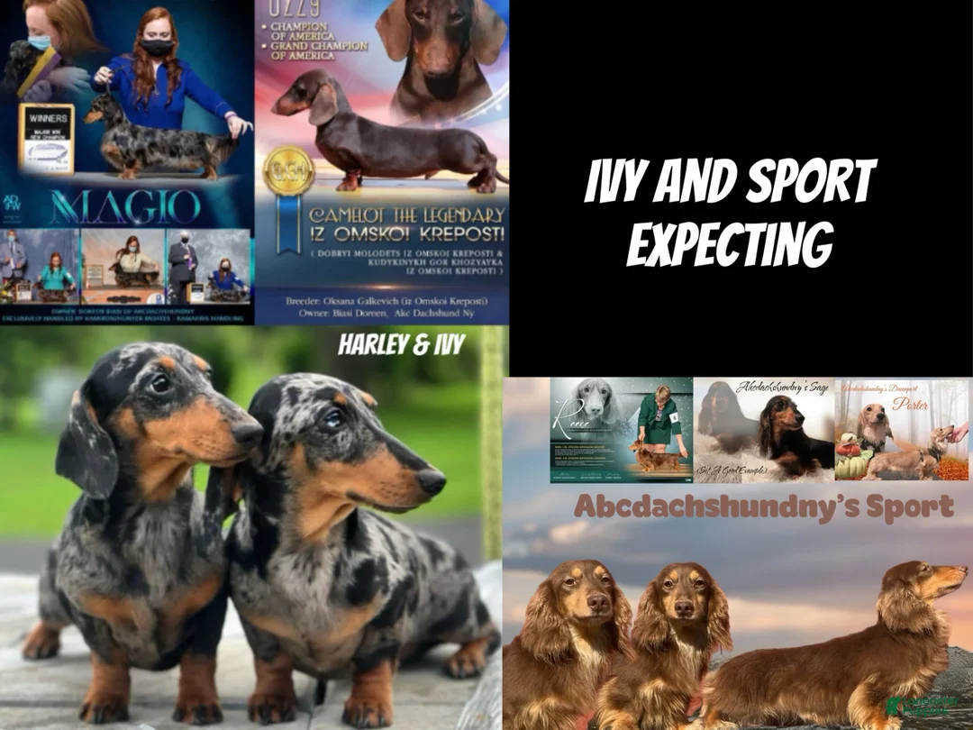 Miniature Dachshund dogs for sale: Smooth ch bred  - Ad 5