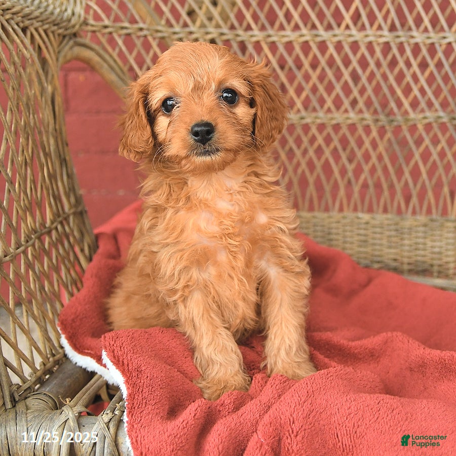 Cavapoo dogs Tammy - Ad 42