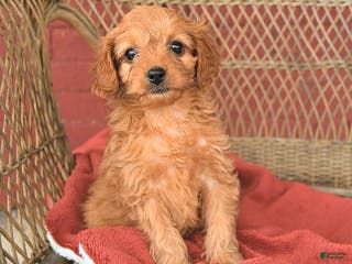 Cavapoo dogs Tammy - Ad 41