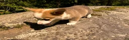Welsh Corgi Pembroke dogs for sale: Floyd - Ad 10