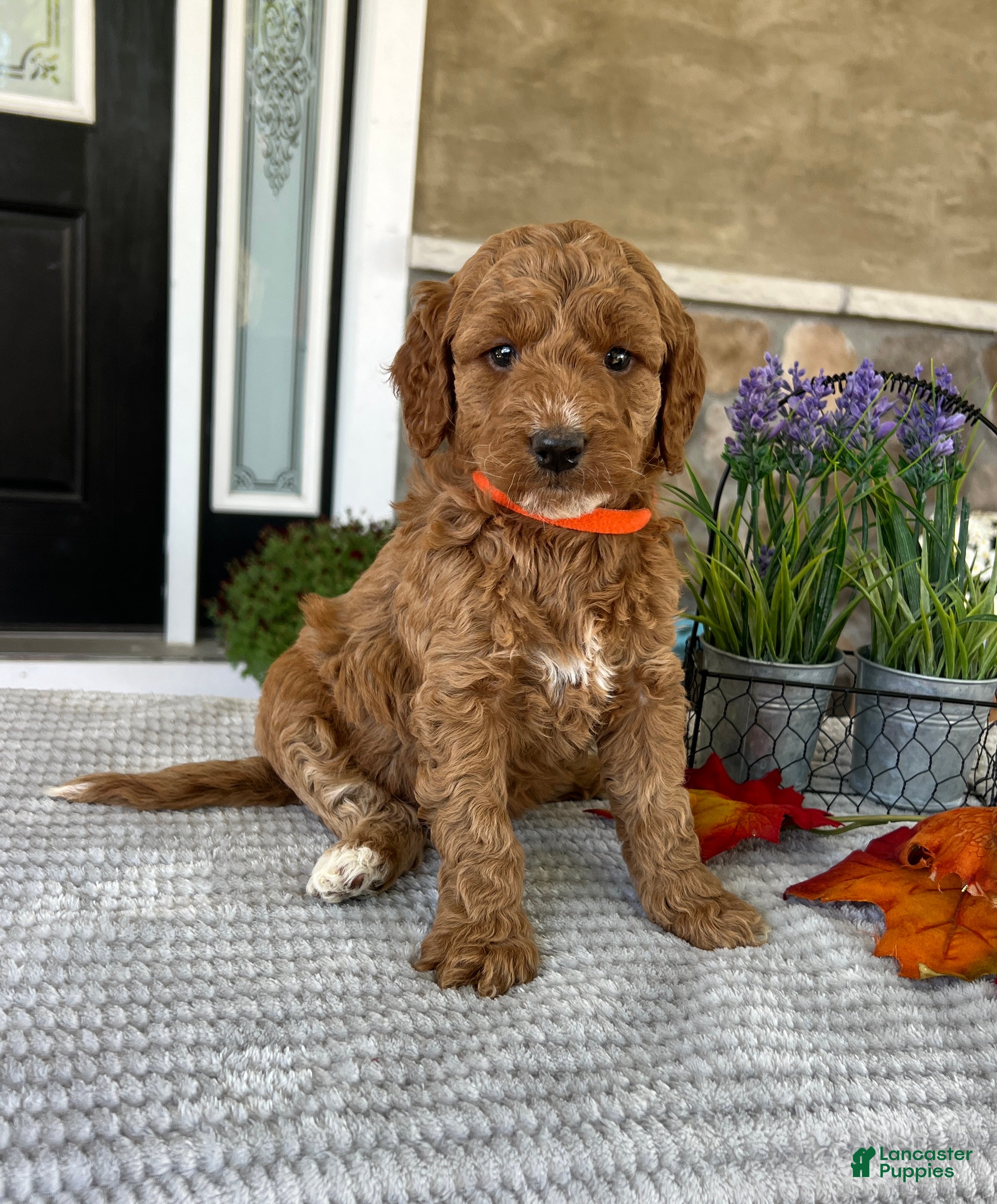 Goldendoodle dogs Luna - Ad 1