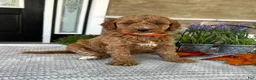 Goldendoodle dogs for sale: Luna - Ad 1