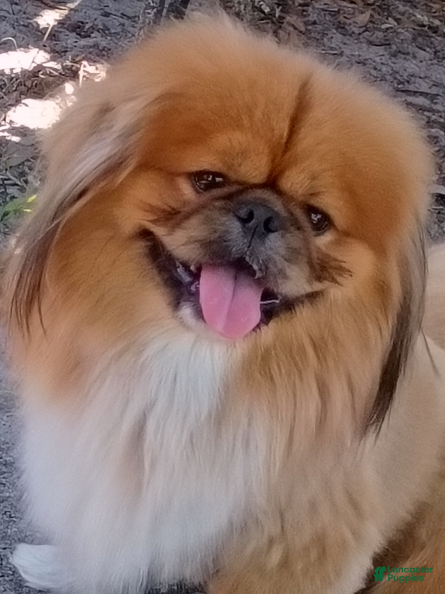 Pekingese dogs for stud: Stud only!!Pekingese Gr.Champion African lines  - Ad 2